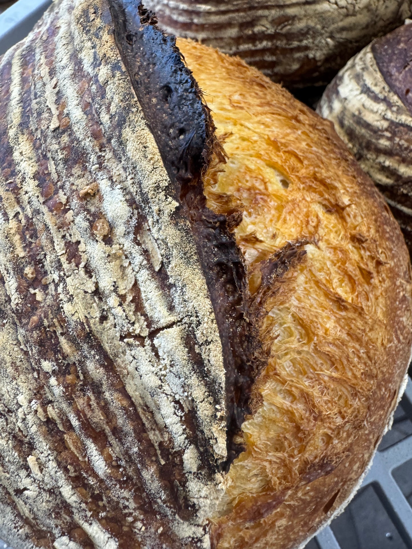 Organic House Sourdough White (V)- Medium